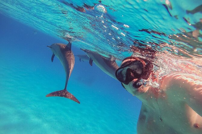 Snorkeling with Dolphins & Lunch In Sataya Reefs From Marsa Alam - Sataya Reef and the Dolphin House setting