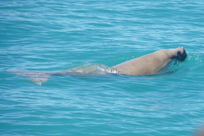 Snubfin Dolphin Eco Cruise from Broome - Why the snubfin search can be worth your time