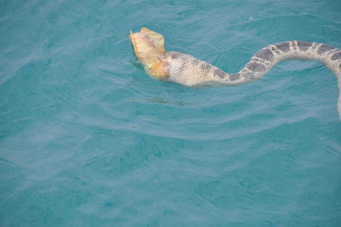 Snubfin Dolphin Eco Cruise from Broome - What the boat ride feels like