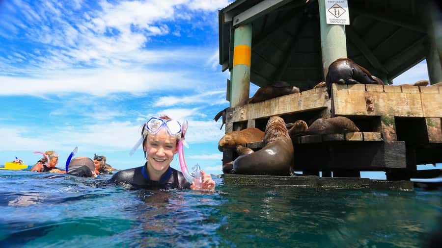 Sorrento: Dolphins & Seals Snorkeling Cruise w/ Lunch - Key points to know before booking