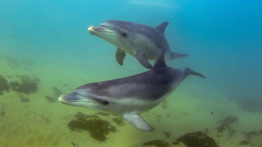 Sorrento: Dolphins & Seals Snorkeling Cruise w/ Lunch - Leaving Sorrento Pier aboard Moonraker