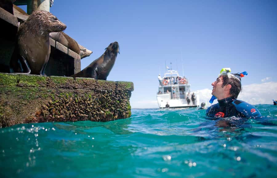 Sorrento: Dolphins & Seals Snorkeling Cruise w/ Lunch - Lunch and hot drinks between the swims