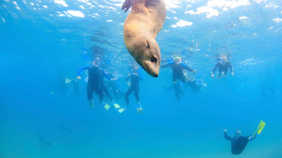 Sorrento: Dolphins & Seals Snorkeling Cruise w/ Lunch - What the $148 price includes