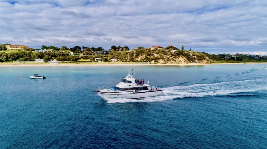 Sorrento: Dolphins & Seals Snorkeling Cruise w/ Lunch - Who will get the most from this cruise