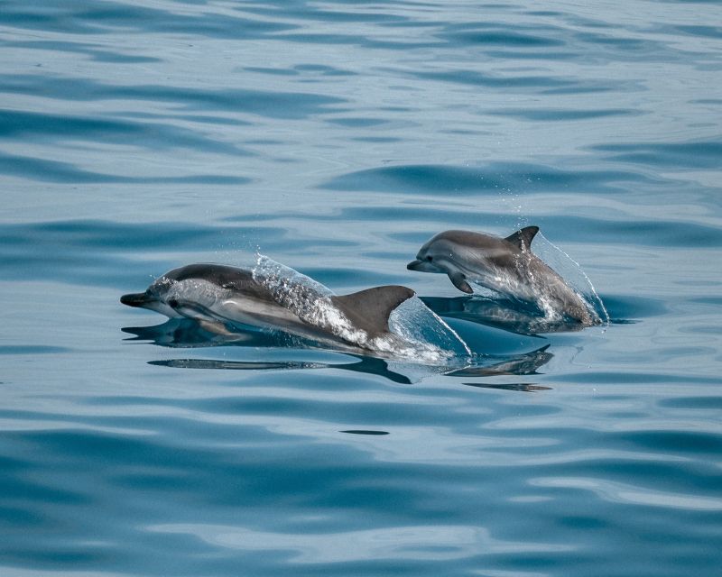 Sotogrande: Dolphin Watching Boat Trip with Drink - Key points to know before booking