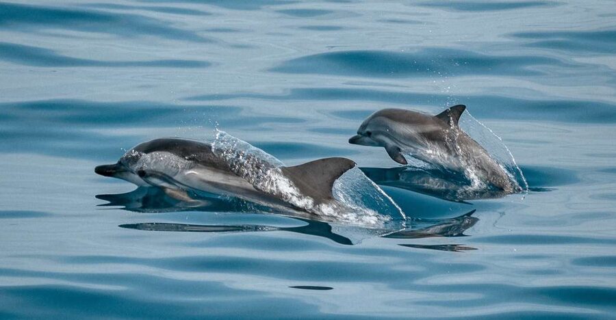 Sotogrande: Dolphin Watching Boat Trip with Drink - Sailing out from Sotogrande Marina on the PUMA 34