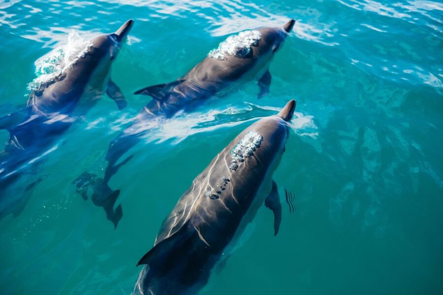 Sotogrande: Dolphin Watching Boat Trip with Drink - Views toward Gibraltar and the Costa del Sol