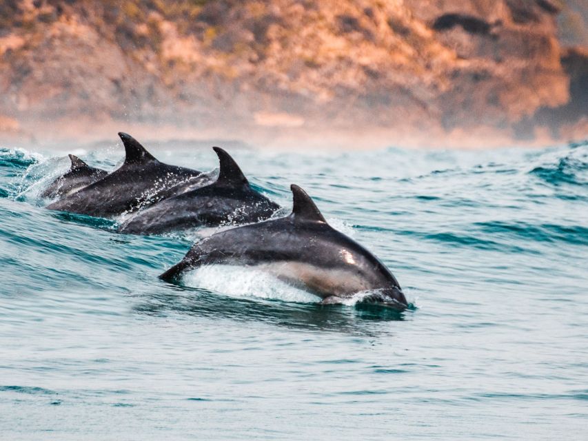 Sotogrande: Dolphin Watching Boat Trip with Drink - The first stretch along the Andalusian coast
