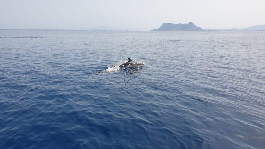 Sotogrande: Dolphin watching experience with expert crew - Should you book the Sotogrande dolphin tour?