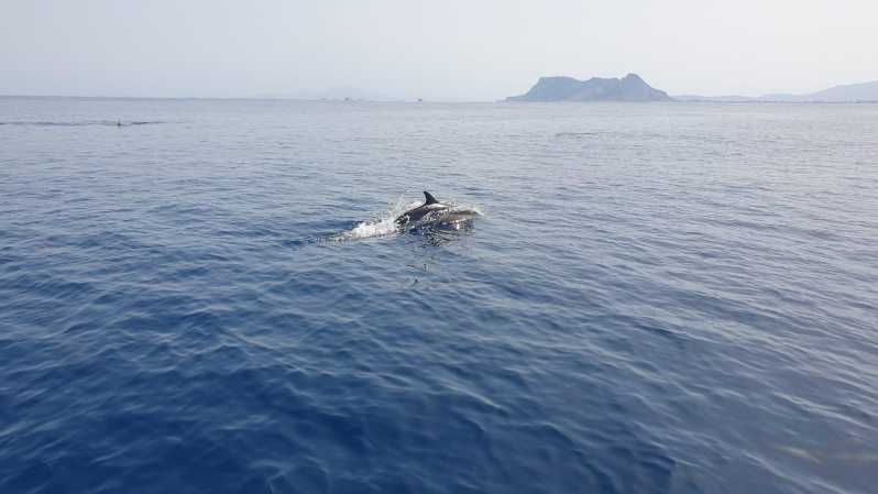 Sotogrande: Dolphin watching experience with expert crew - Setting out from Puerto Deportivo de Sotogrande