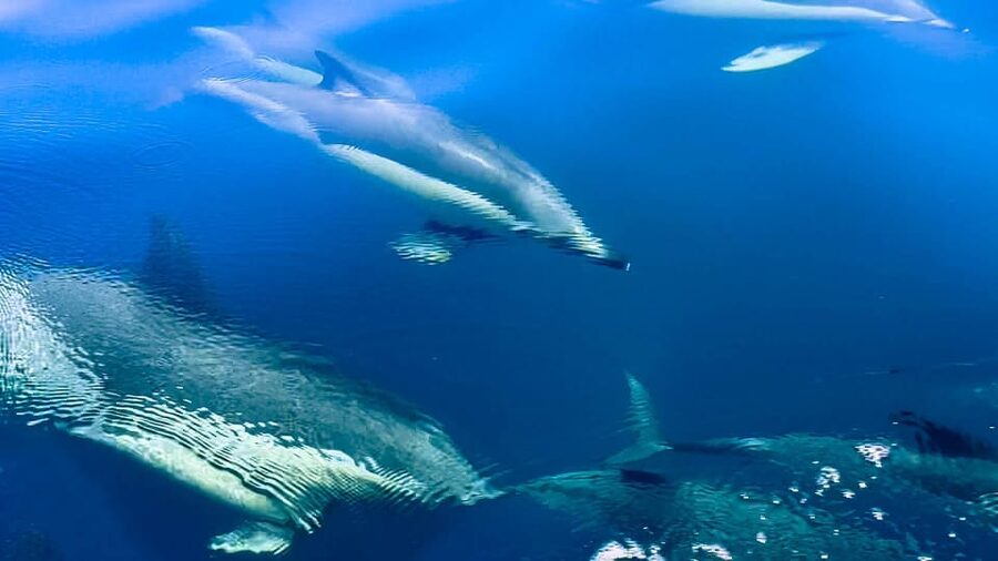 Sotogrande: Dolphin watching experience with expert crew - The Strait of Gibraltar and the Rock of Gibraltar
