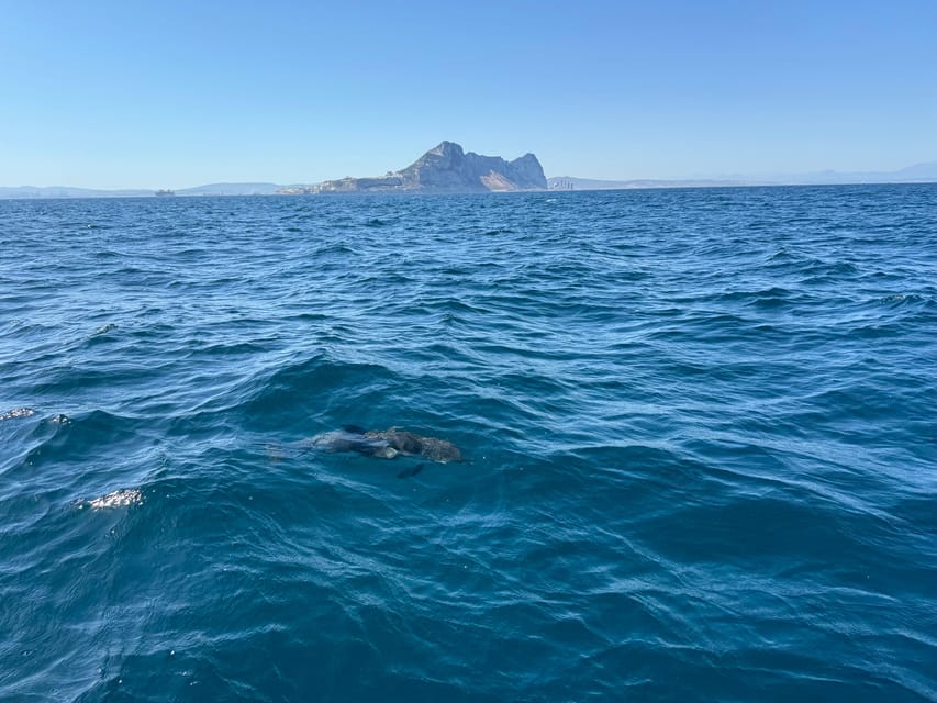 Sotogrande: Dolphin watching experience with expert crew - How much value do you get for $100?