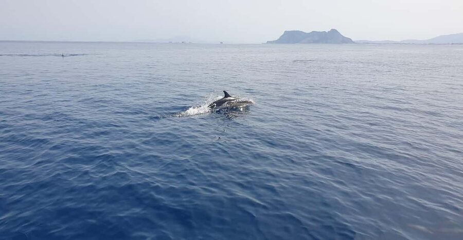 Sotogrande: Dolphin watching experience with expert crew - Who will enjoy this trip most?