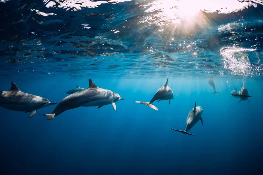 Speedboat to Ile aux Benitier: Dolphin Encounter & Lunch - Who will enjoy this outing most?