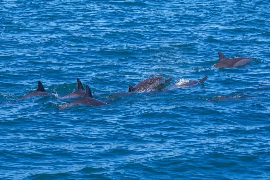 Speedboat to Ile aux Benitier: Dolphin Encounter & Lunch - What the dolphin encounter is really like