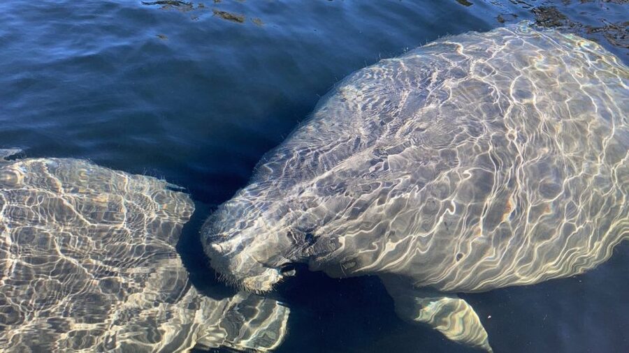 St. Augustine: Dolphin and Manatee Paddle or Kayak Tour - Key points at a glance