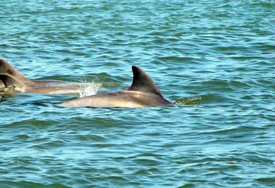 St. Augustine: Dolphin and Wildlife Historical Boat Tour - Why this short boat ride works so well