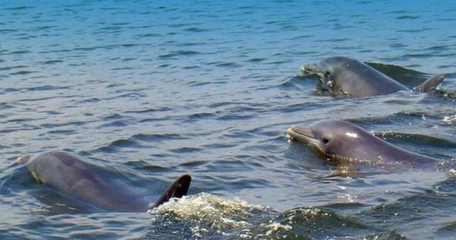 St. Augustine: Dolphin and Wildlife Historical Boat Tour - Matanzas Bay and the Intracoastal Waterway