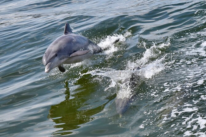 St. Augustine Dolphin Watch and Historical Harbor Tour - Key Points Before You Book