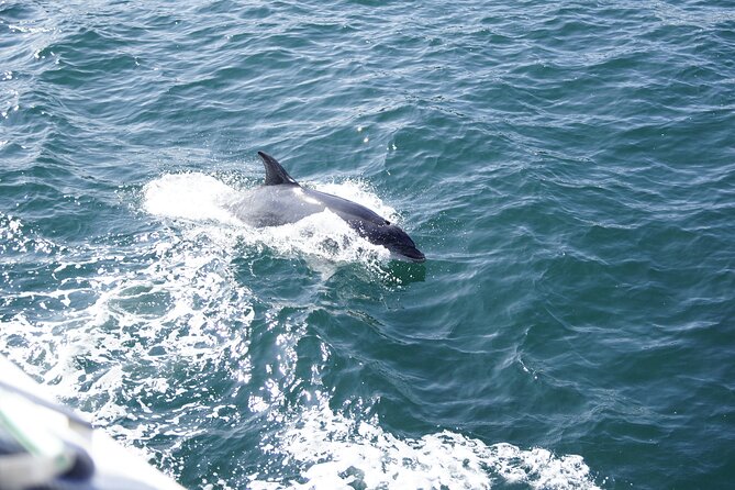 St. Augustine Dolphin Watch and Historical Harbor Tour - What the 90 Minutes Feel Like