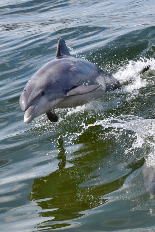 St. Augustine: Dolphin Watching Harbor Tour with Drinks - Weather, wildlife, and the limits of the experience