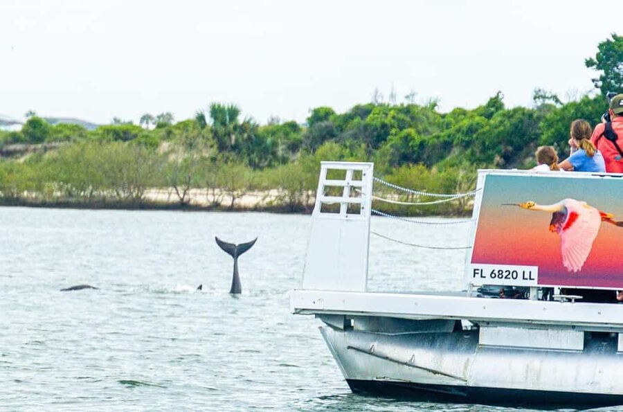 St. Augustine: Expert-Led Dolphin & Wildlife Eco Adventure - Key points before you book