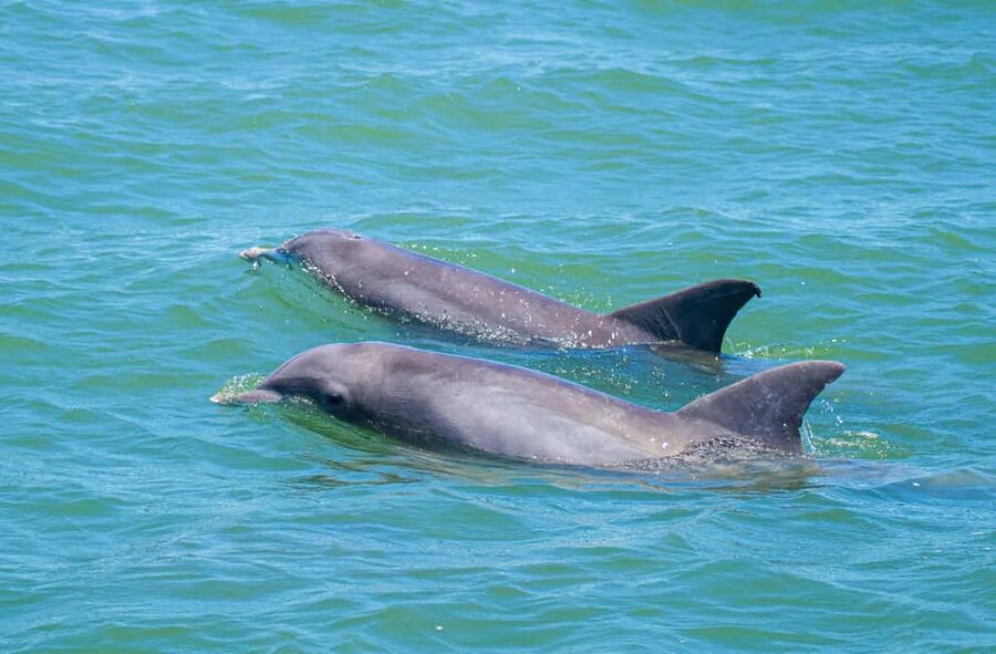 St. Augustine: Expert-Led Dolphin & Wildlife Eco Adventure - Why this waterway makes a good wildlife outing