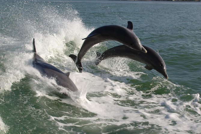 St. Pete Beach Dolphin Racer Adventure - Key points to know before you book
