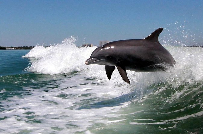 St. Pete Beach Dolphin Racer Adventure - The captain’s commentary adds local color