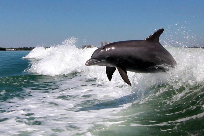 St. Pete Beach Dolphin Racer Adventure - What the dolphin guarantee really means