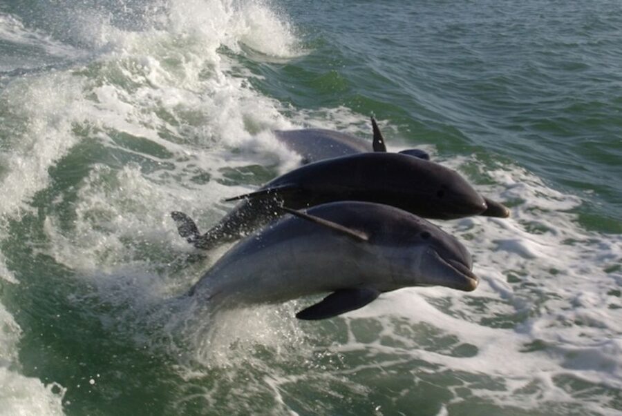 St. Pete Beach: Dolphin Racer Cruise by Speedboat - Who will enjoy this boat ride most?