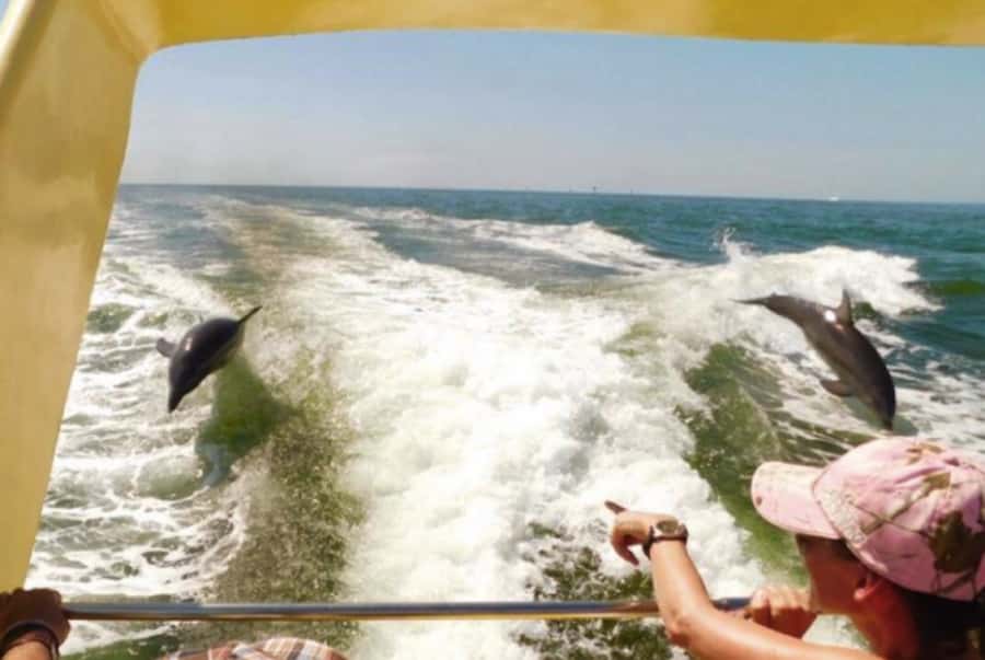 St. Pete Beach: Dolphin Racer Cruise by Speedboat - Should you book the St. Pete Beach Dolphin Racer?