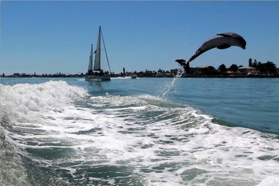 St. Pete Beach: Dolphin Racer Cruise by Speedboat - Is $36 a good value?