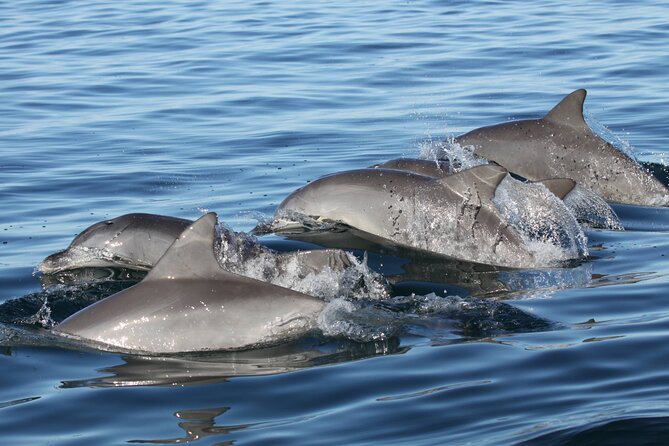 St. Pete Dolphin Watching and Shelling Adventure - From waterfront mansions to historic Gulfport