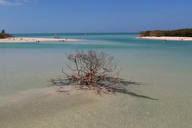 St. Pete Dolphin Watching and Shelling Adventure - What the boat adds to a beach outing