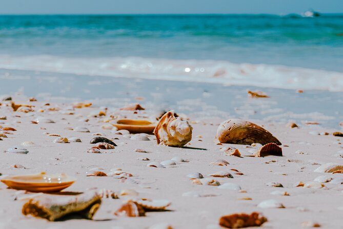 St. Pete Dolphin Watching and Shelling Adventure - Is $42.80 a good price?