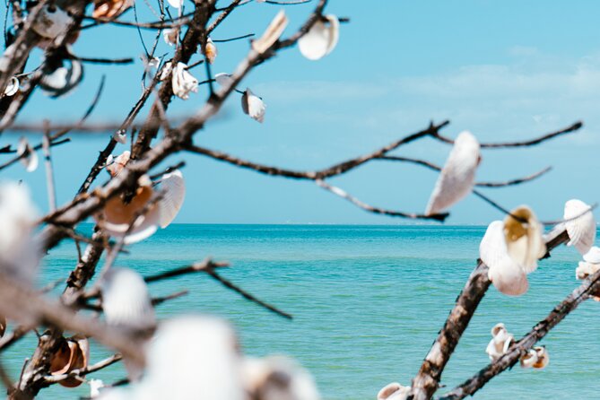 St. Pete Dolphin Watching and Shelling Adventure - Should you book the St. Pete Dolphin Watching and Shelling Adventure?
