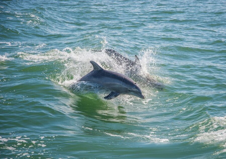 St. Petersburg, FL: Private 2-Hour Dolphin Watching Cruise - Key points to know before you book