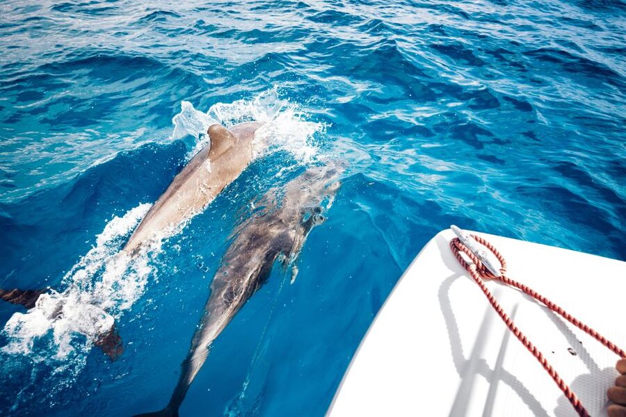 St. Petersburg, FL: Private 2-Hour Dolphin Watching Cruise - Gear that adds flexibility