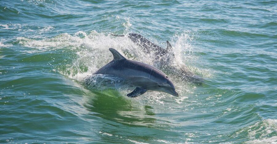 St. Petersburg, FL: Private 2-Hour Dolphin Watching Cruise - Booking flexibility and basic planning
