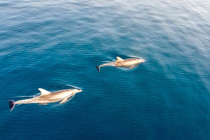 Stand Up Paddle With Dolphins, aperitif and pictures - Cala Moresca offers time to swim