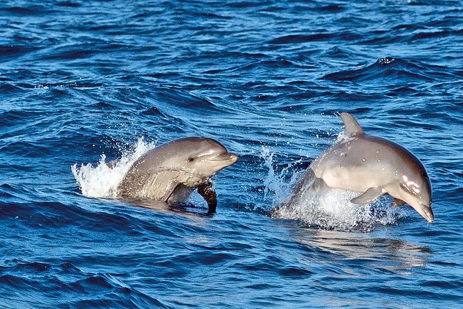 Sunrise Boat Trip in Mallorca with Dolphin-Watching - Searching for dolphins in open water