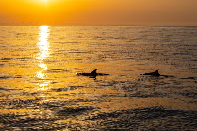 Sunrise Boat Trip in Mallorca with Dolphin-Watching - Boat size, comfort, and seasickness