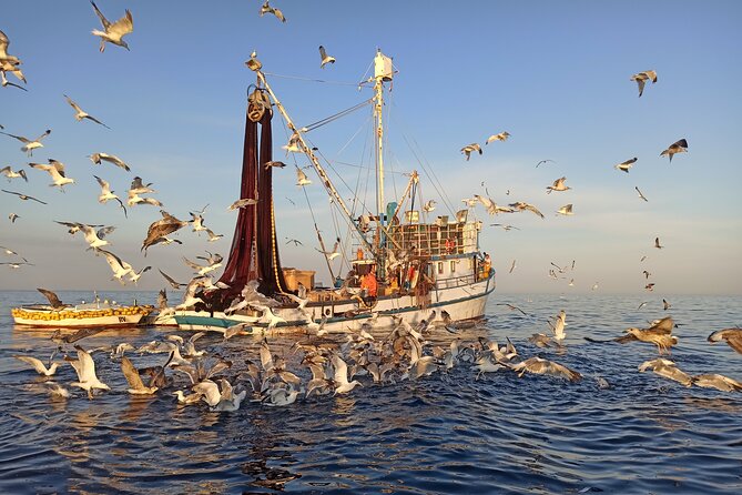 Sunrise Dolphins & Fishermen at Work speedboat tour in Rovinj - Who Will Enjoy This Most