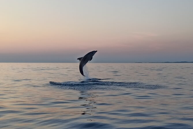 Sunrise Dolphins & Fishermen at Work speedboat tour in Rovinj - Watching Dolphins Around the Fishing Nets