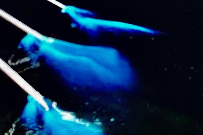 Sunset Bioluminescent Comb Jelly & Dolphin Tour - Kayak or paddleboard, with help for beginners
