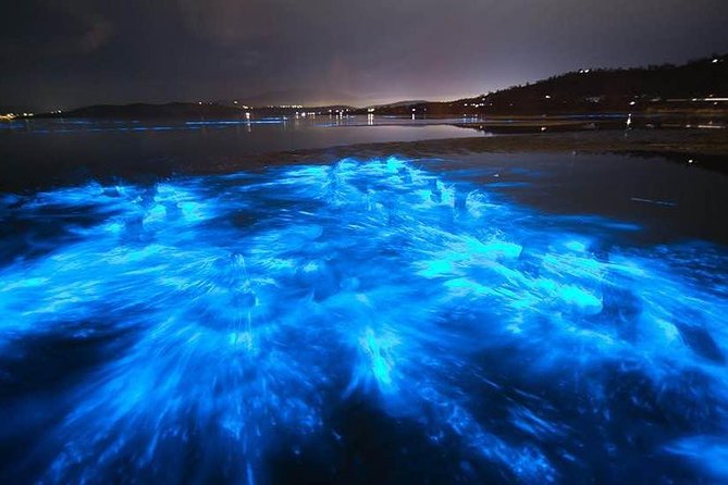 Sunset Bioluminescent Comb Jelly & Dolphin Tour - Is $79 a fair price?