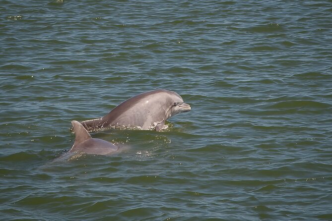 Sunset, Dolphin/Birding On A Private Guided Savannah Cruise - Setting out from historic Isle of Hope