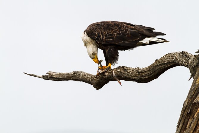 Sunset, Dolphin/Birding On A Private Guided Savannah Cruise - Birding along the Skidaway and Moon rivers