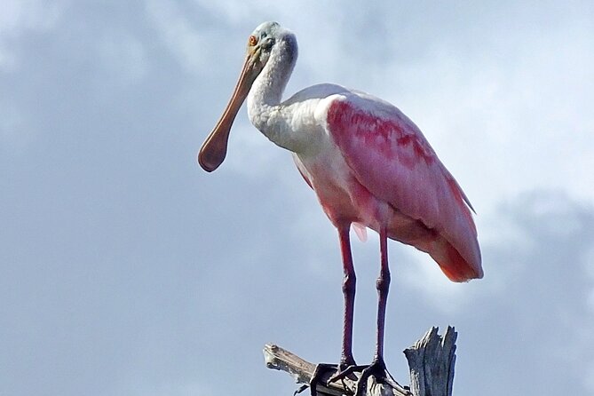 Sunset, Dolphin/Birding On A Private Guided Savannah Cruise - Waterfront homes and the final marsh passage